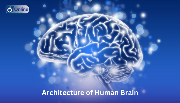 Lesson 19: Architecture of Human Brain